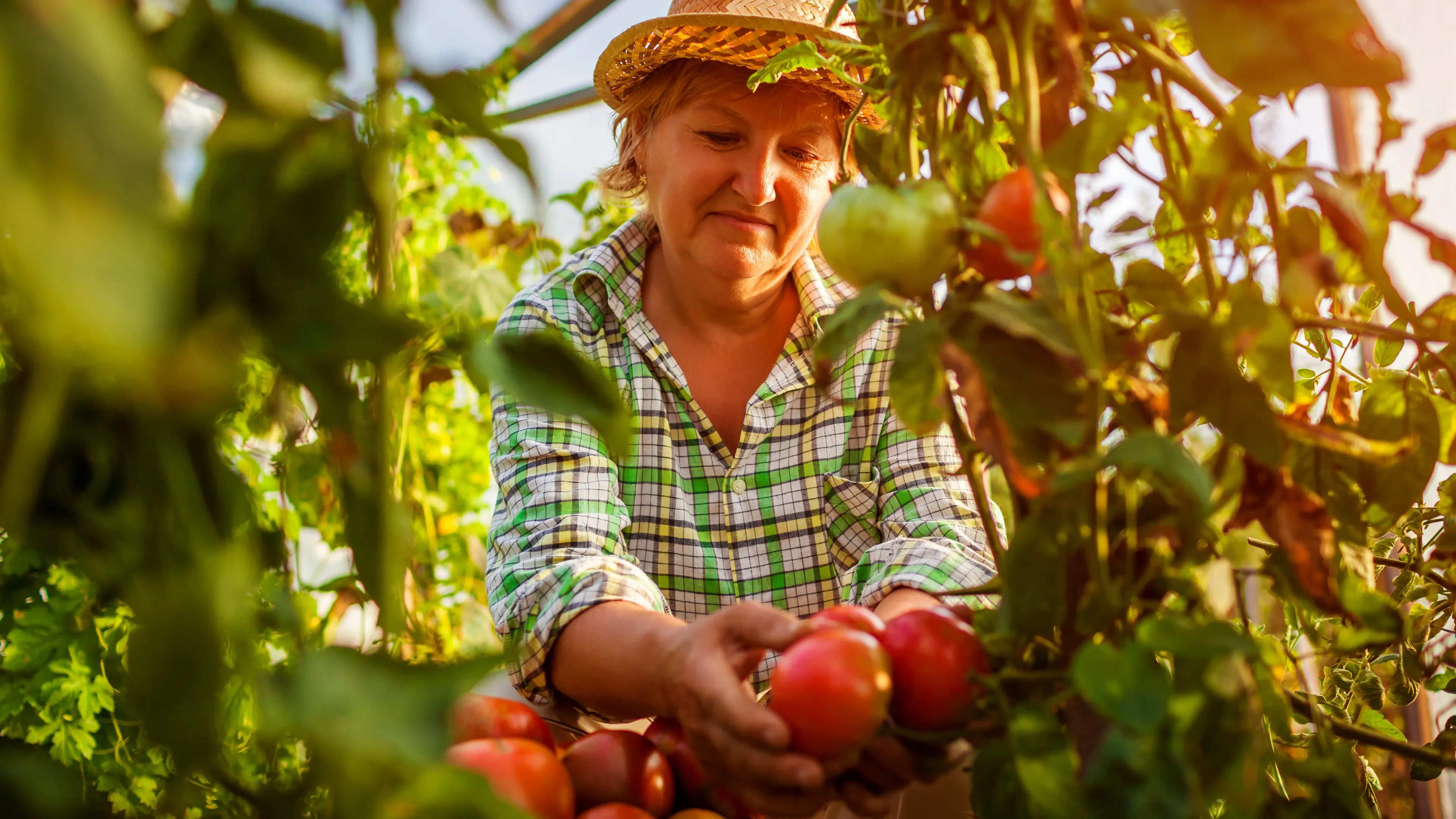 A woman wearing a straw hat and a plaid shirt picks ripe tomatoes in a greenhouse surrounded by plants. Sunlight filters through, highlighting the red tomatoes and lush greenery. She appears focused and engaged in the harvest.