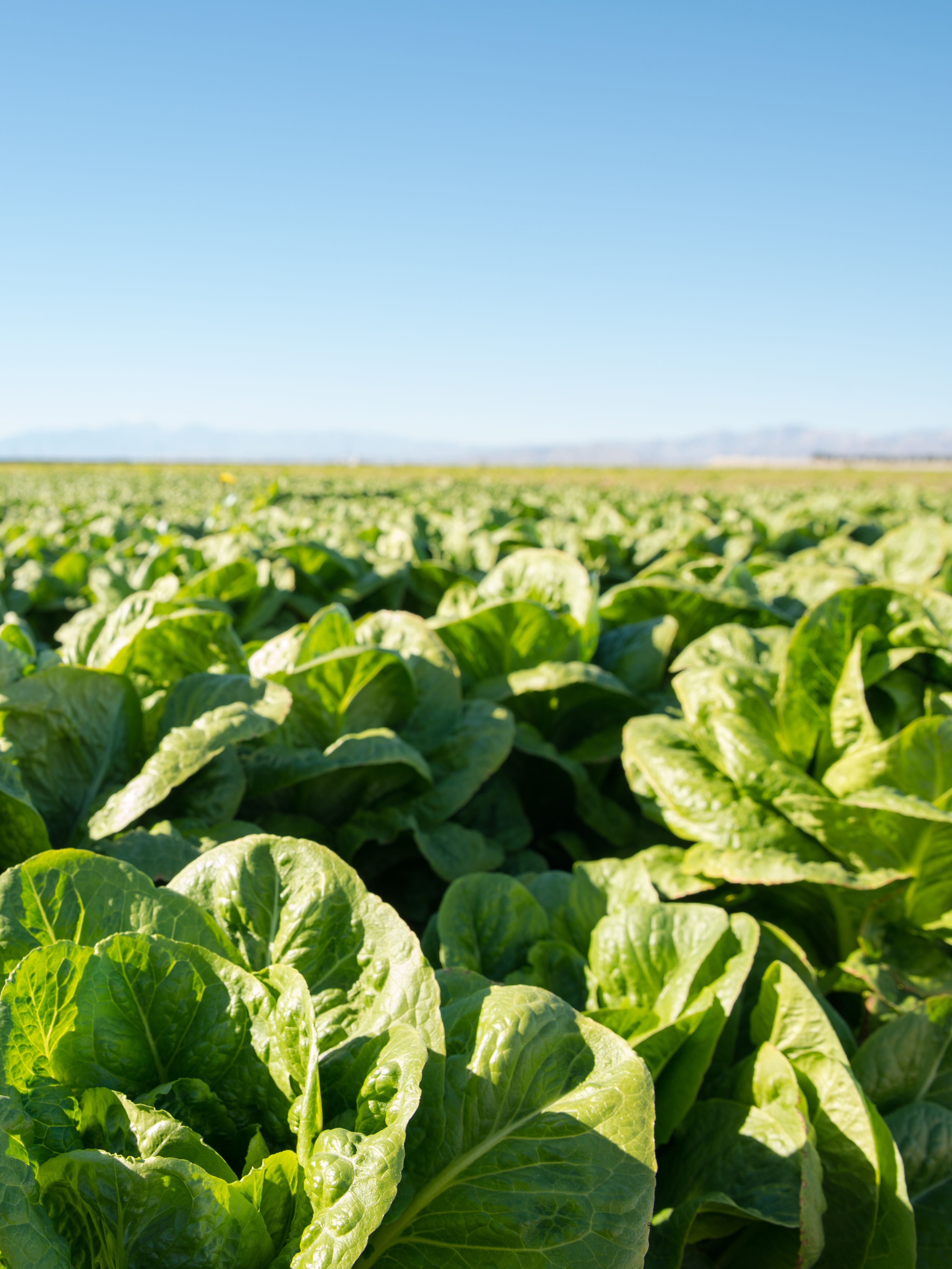 A large field of green lettuce plants under a clear blue sky. The lettuce plants are tightly packed, displaying vibrant green leaves. Mountains can be seen in the background.