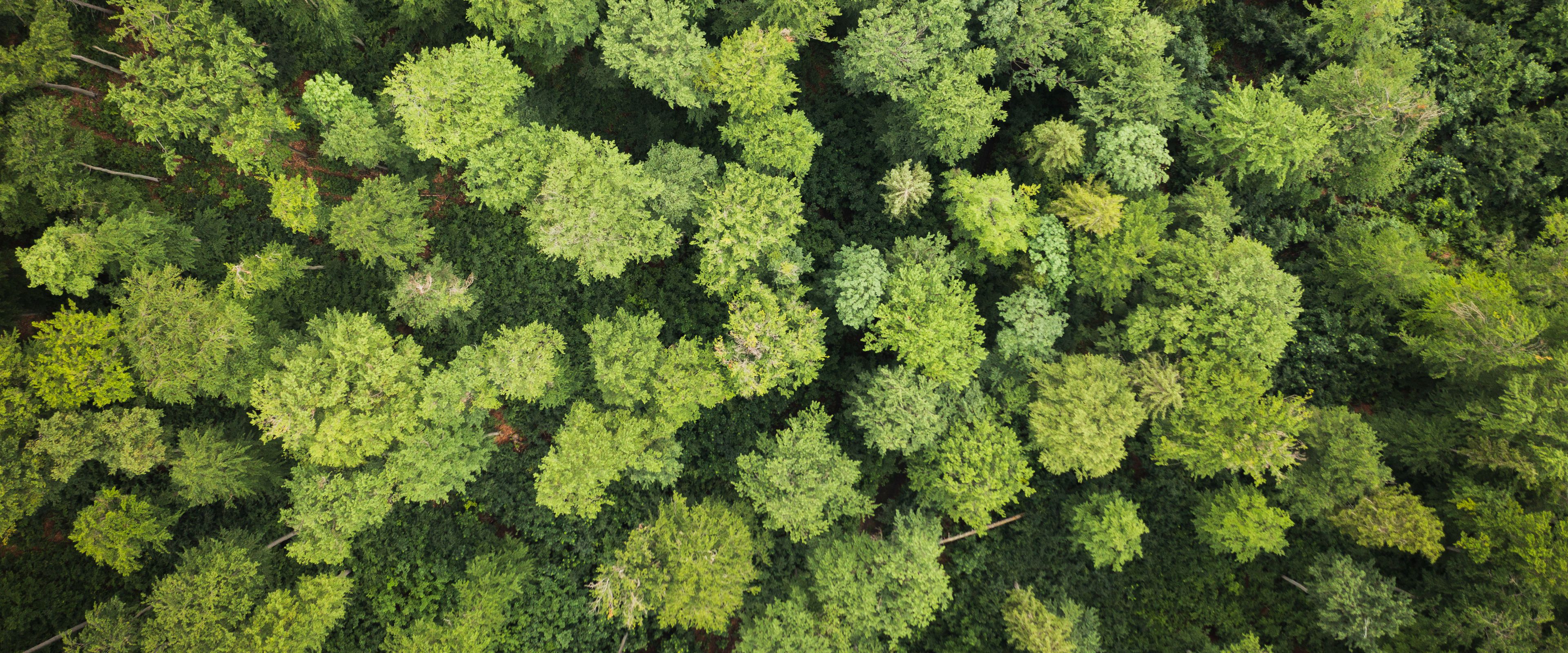 Aerial view of a dense forest with lush green trees covering the landscape. The canopy appears uniform with various shades of green. Sparse clearings show additional plant growth beneath the tall trees.