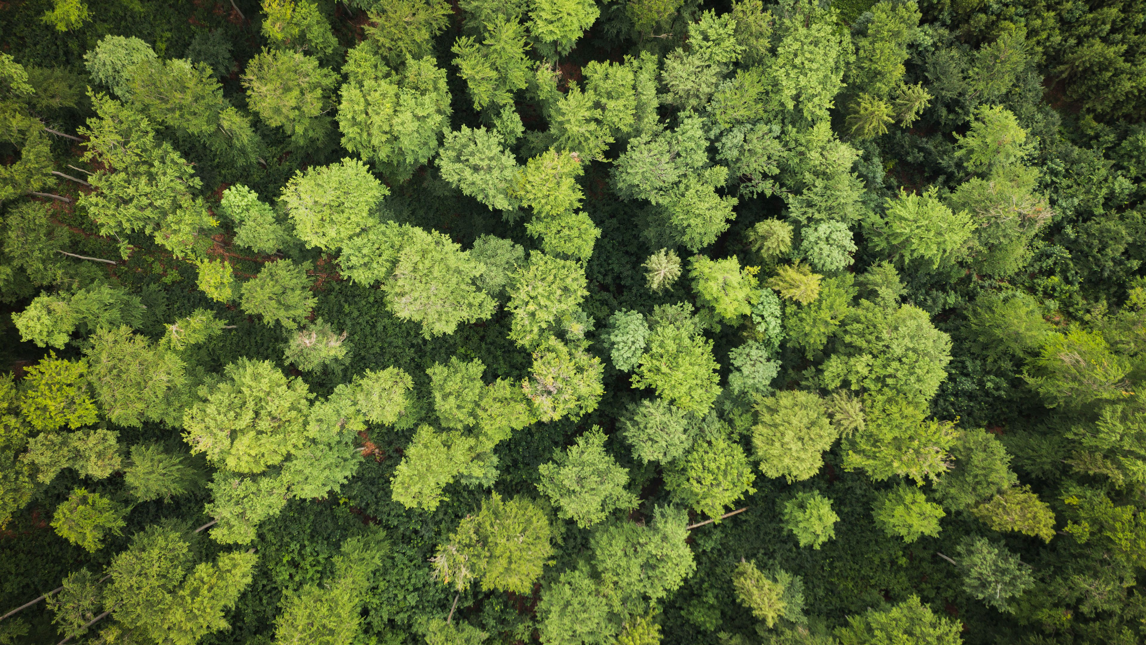 Aerial view of a dense forest with lush green trees covering the landscape. The canopy appears uniform with various shades of green. Sparse clearings show additional plant growth beneath the tall trees.