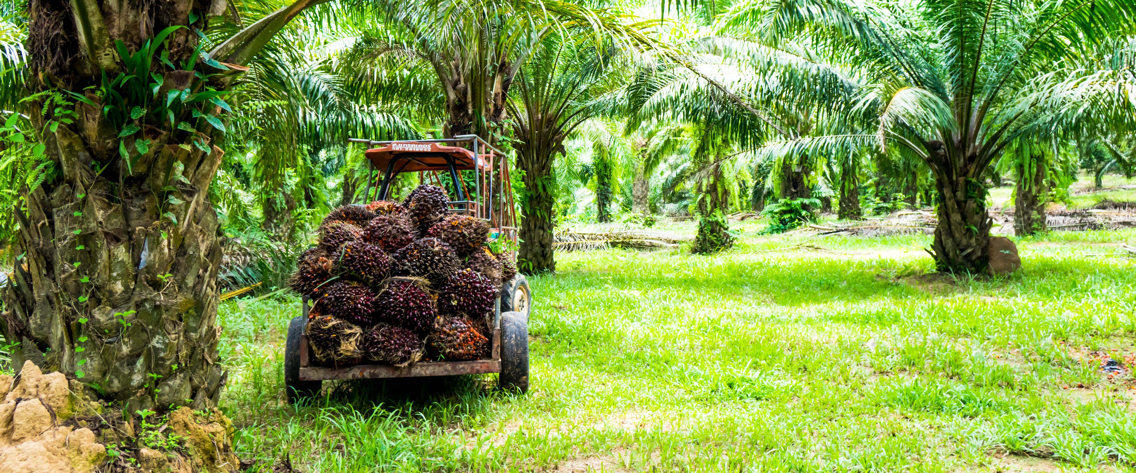 A tractor with a trailer full of harvested oil palm fruit bunches is parked in the middle of a lush palm plantation. Tall palm trees with dense green fronds surround the area. The setting appears bright and sunny.
