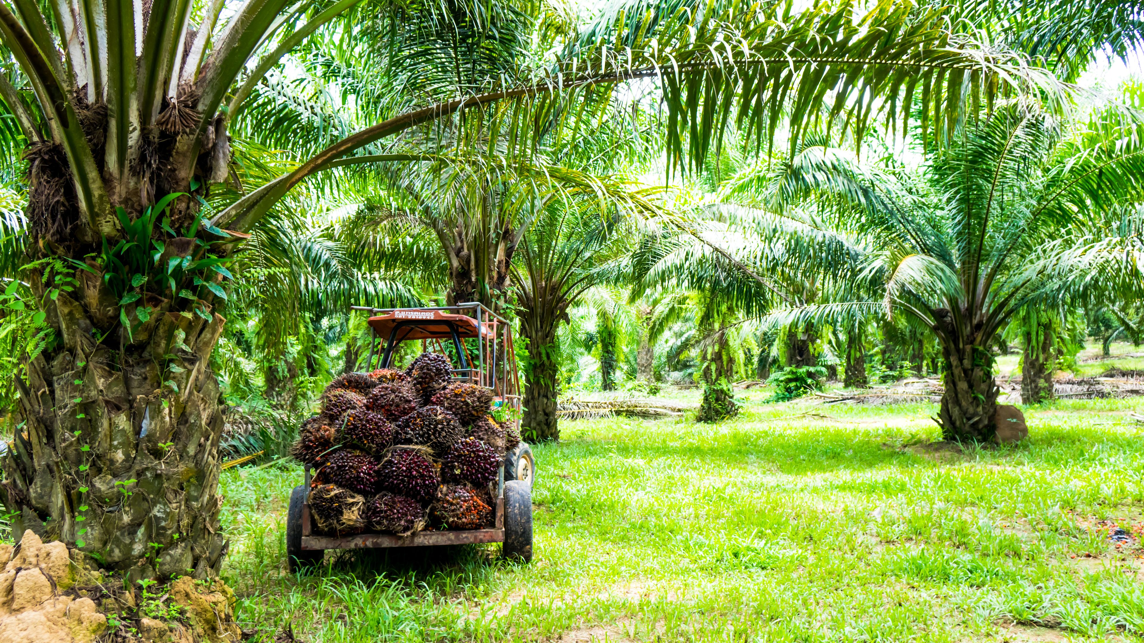 A tractor with a trailer full of harvested oil palm fruit bunches is parked in the middle of a lush palm plantation. Tall palm trees with dense green fronds surround the area. The setting appears bright and sunny.